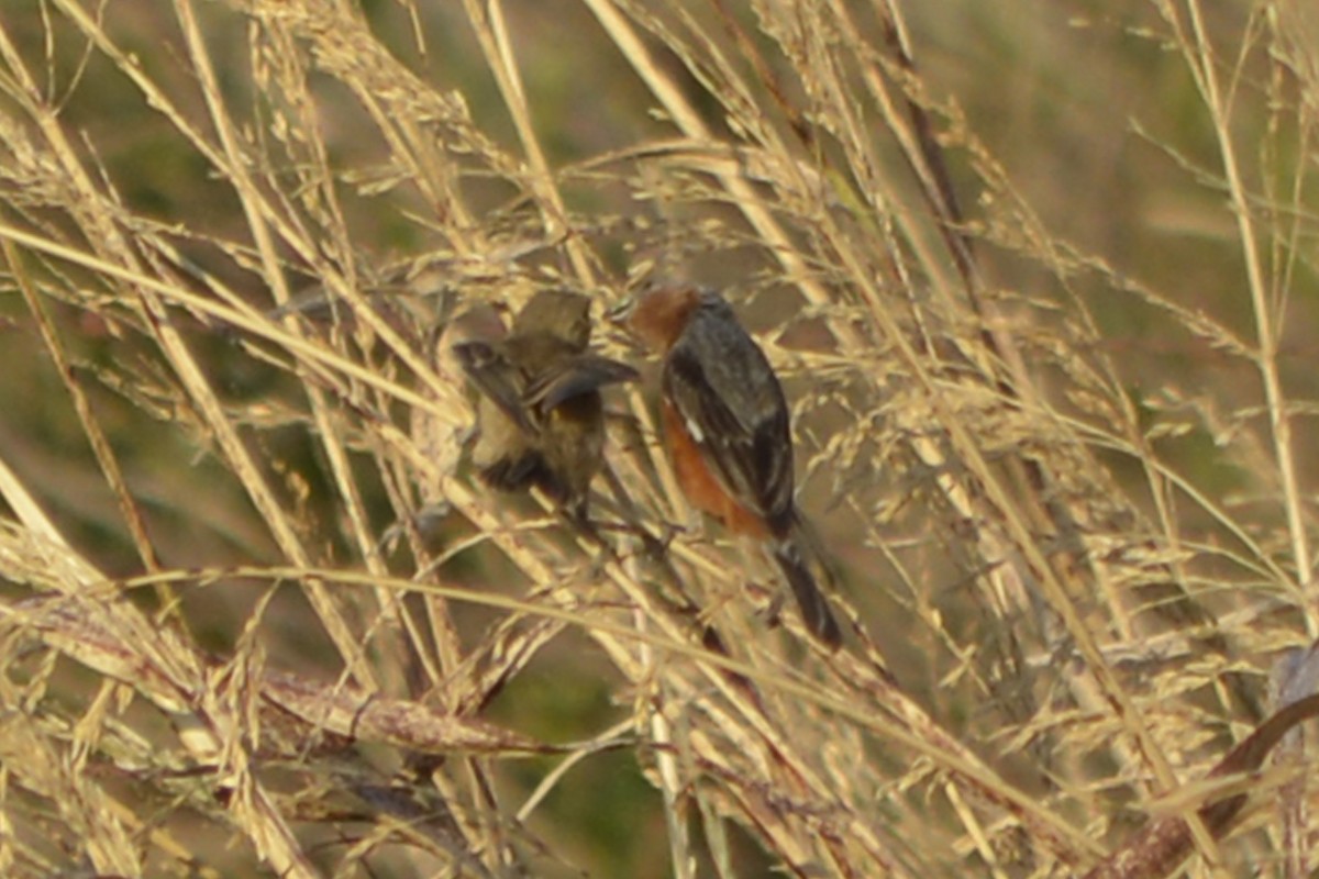 Rufous-rumped Seedeater - ML629742231