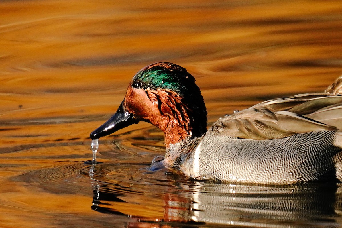 Green-winged Teal - ML629742244