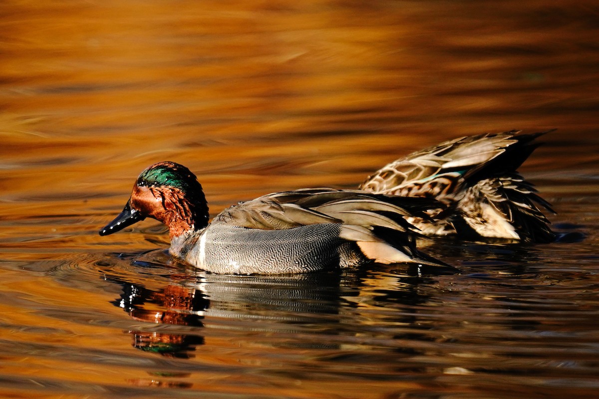 Green-winged Teal - ML629742245