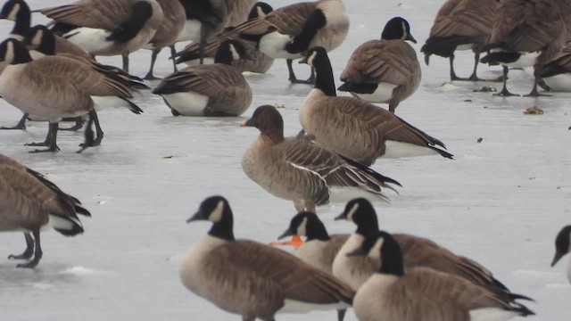 Tundra Bean-Goose - ML629742683