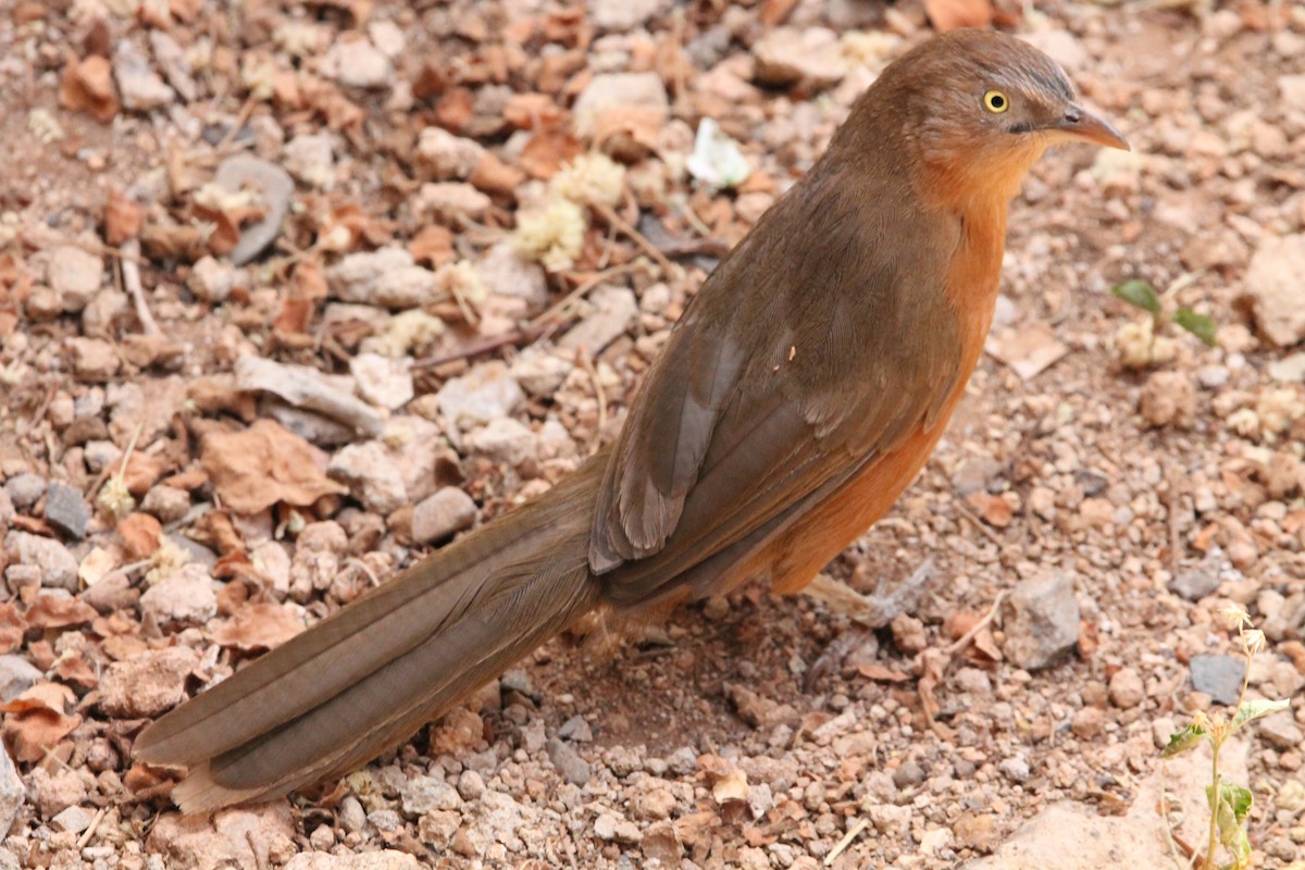 Rufous Chatterer - ML629742763