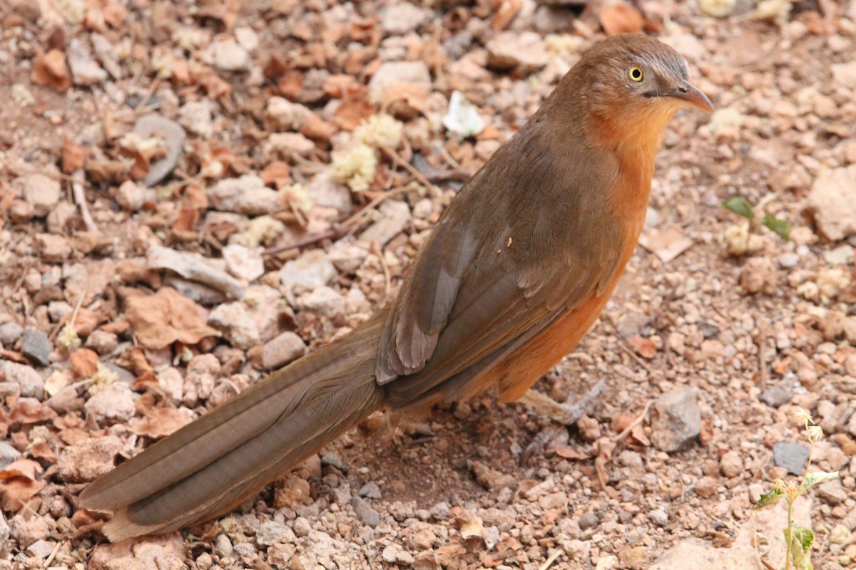 Rufous Chatterer - ML629742777