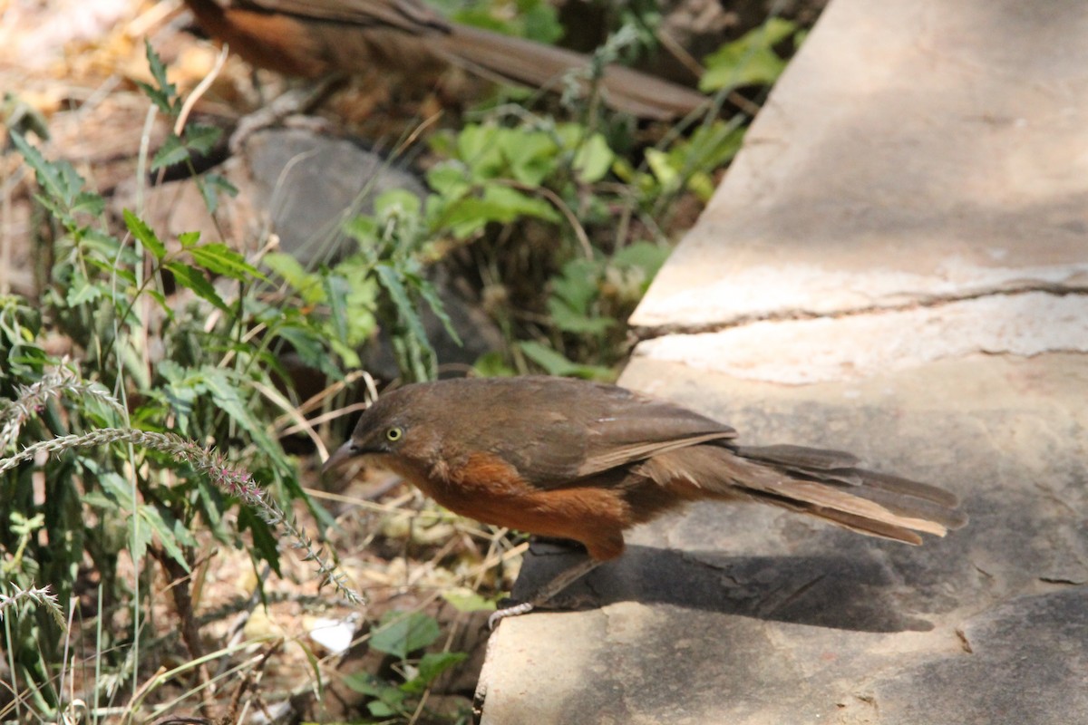 Rufous Chatterer - ML629742797