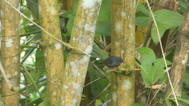 Dusky Antbird - ML629743065