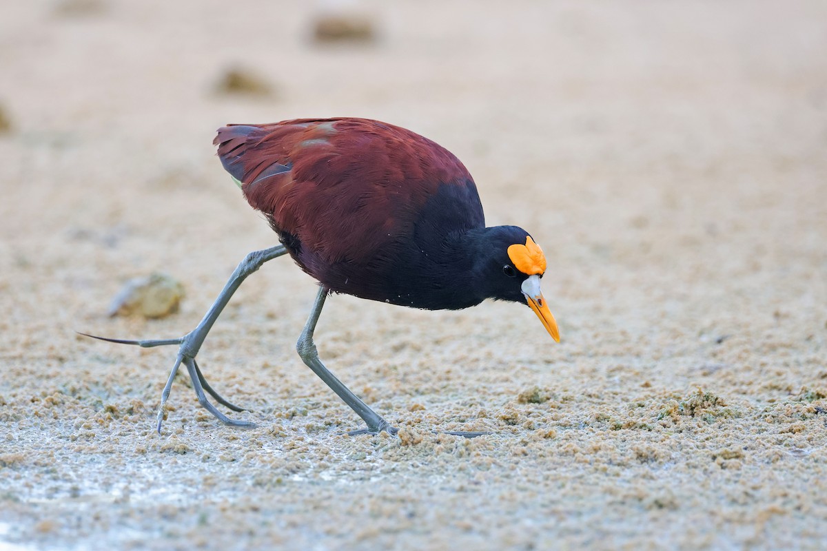 Northern Jacana - ML629743091