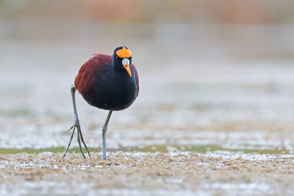 Northern Jacana - ML629743152