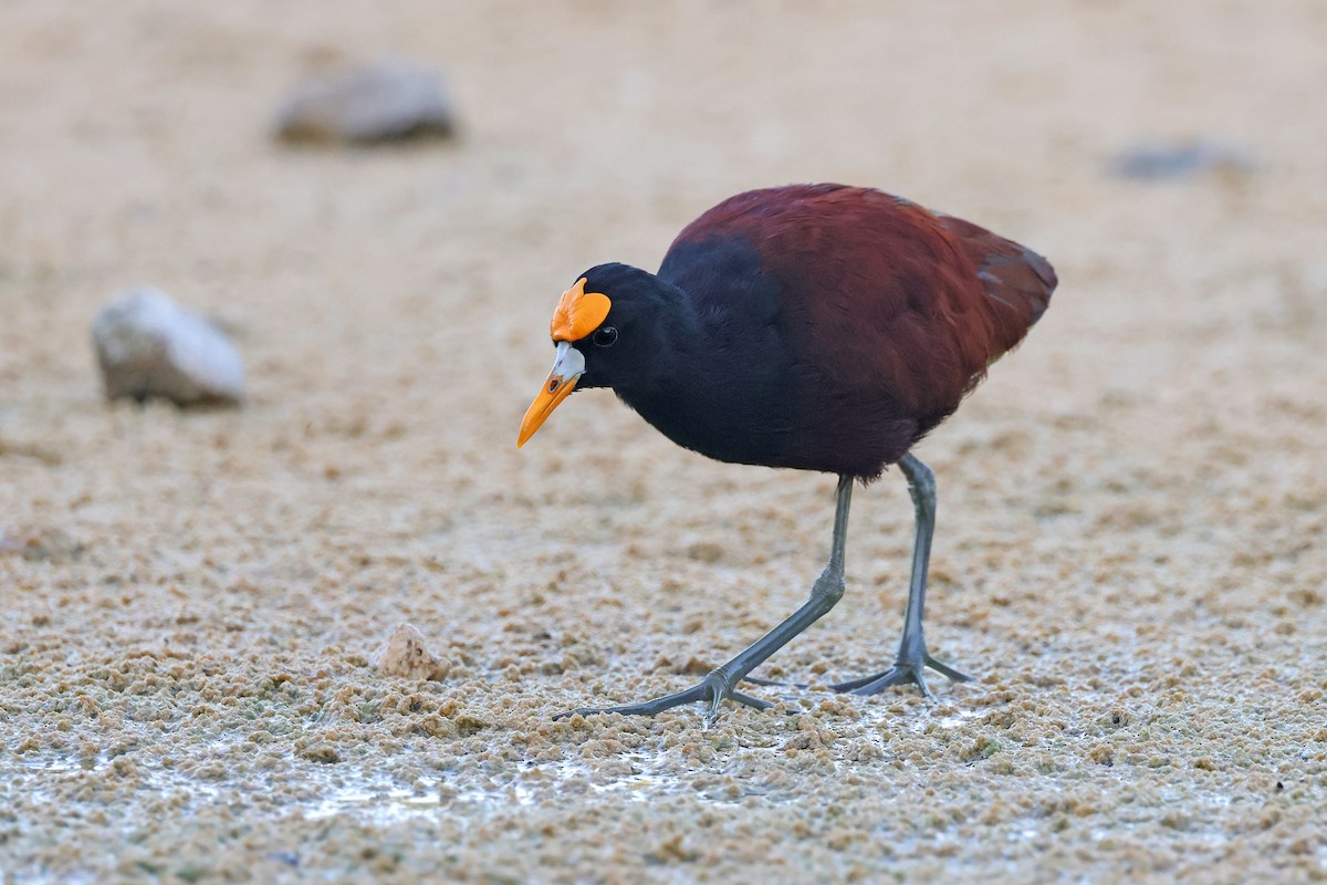 Northern Jacana - ML629743176
