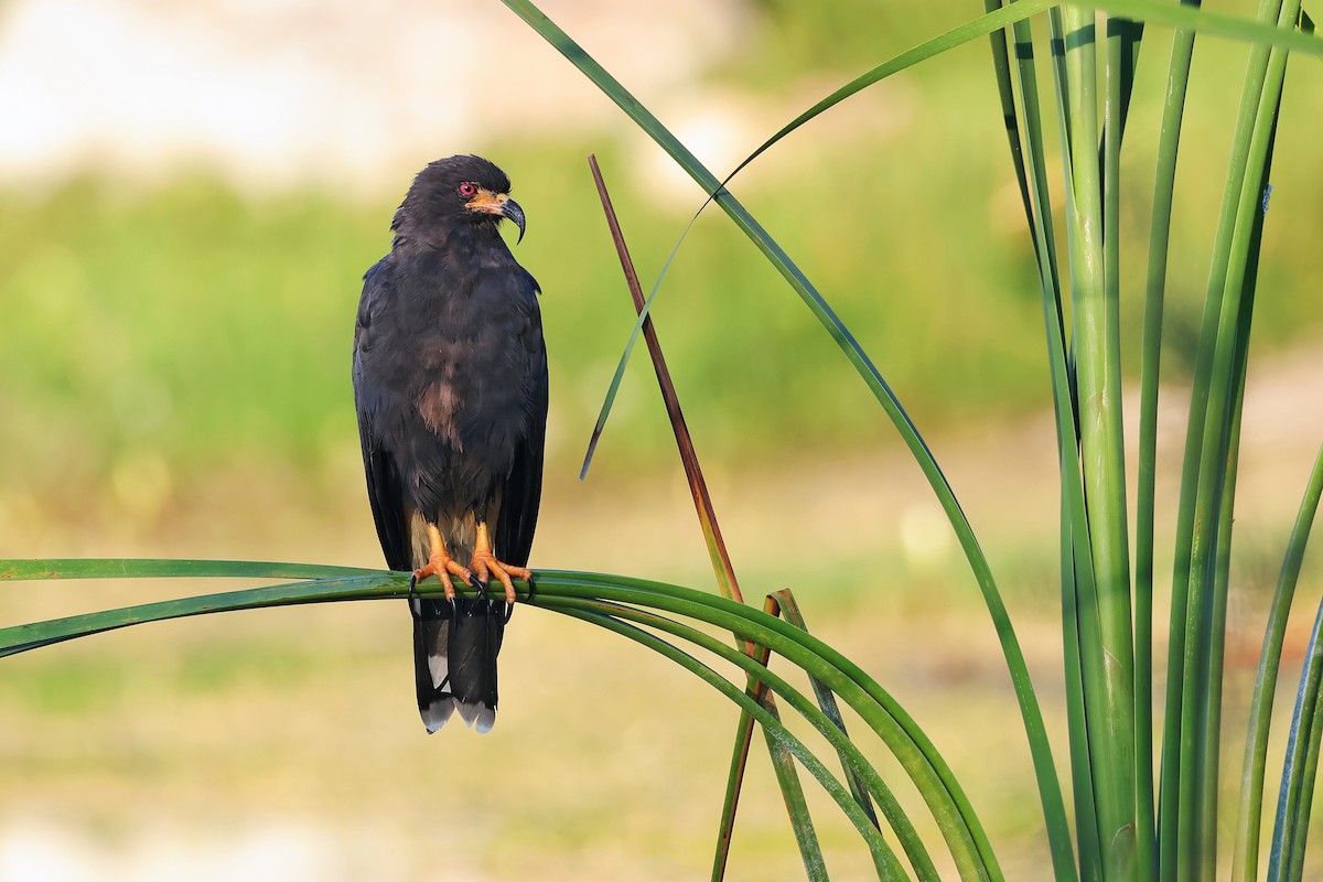 Snail Kite - ML629743363