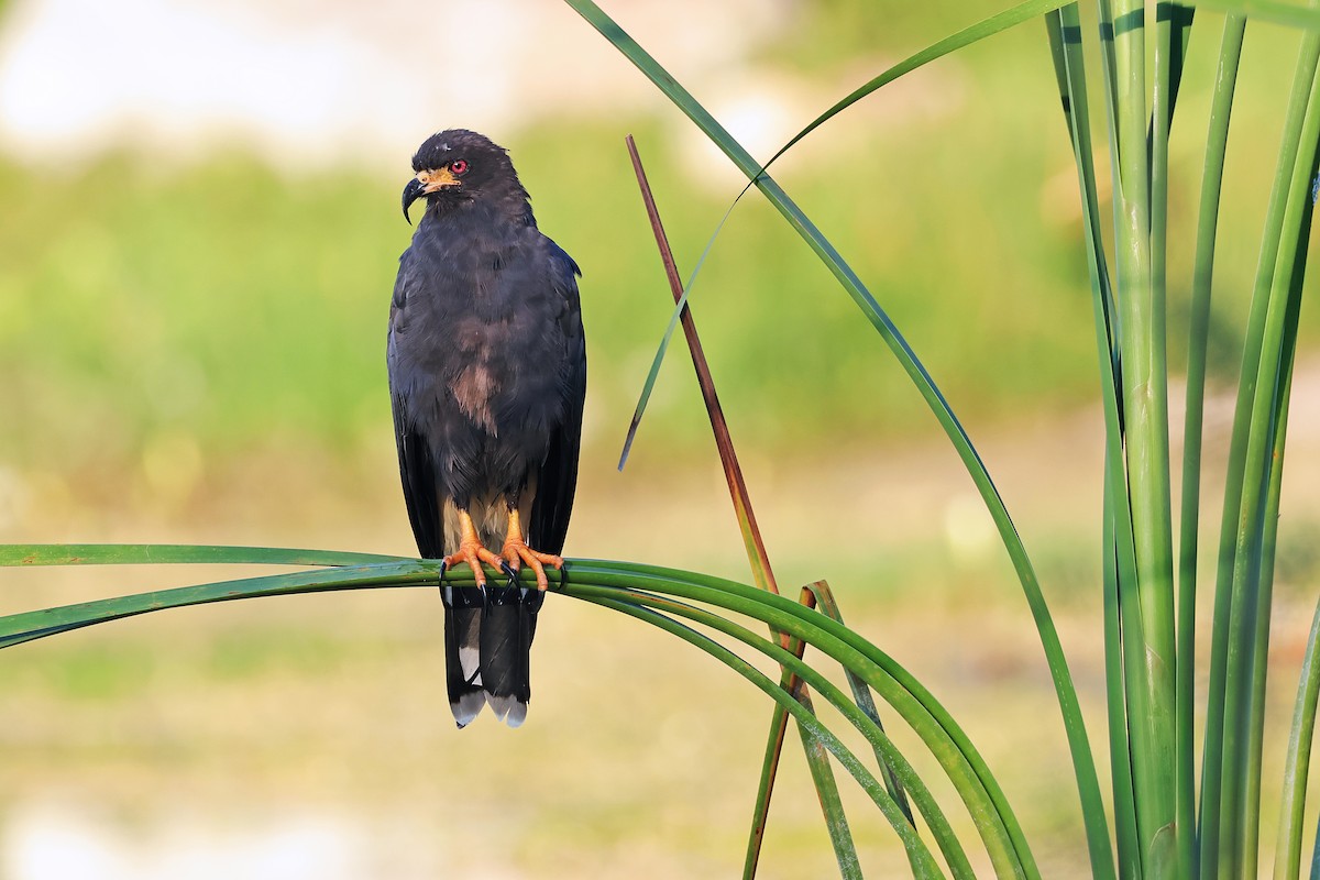 Snail Kite - ML629743409