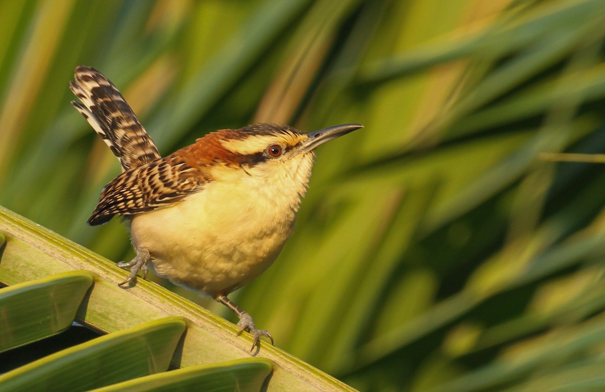 Rufous-backed Wren - ML629743518