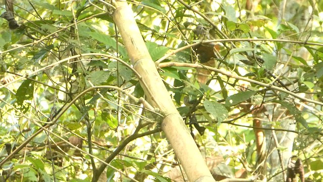 Long-billed Gnatwren - ML629743538
