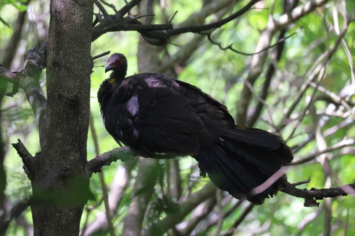 Australian Brushturkey - ML629743645