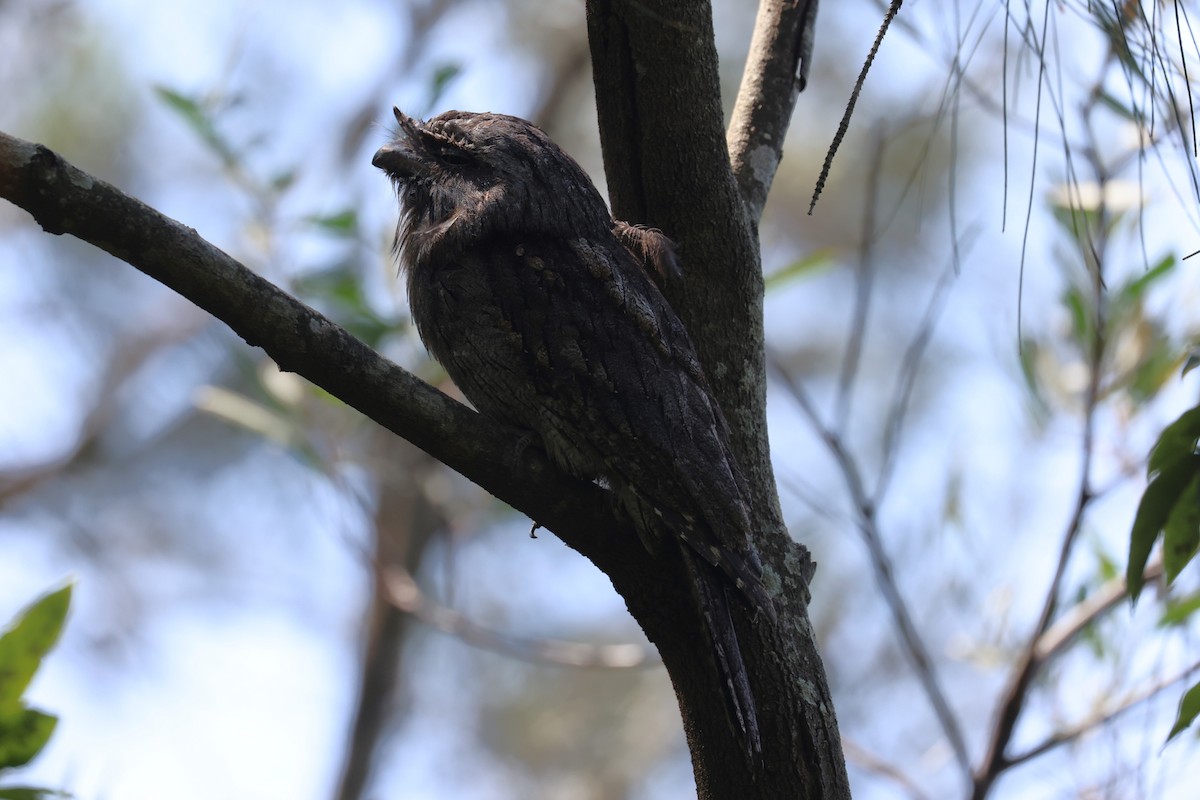 Tawny Frogmouth - ML629743649