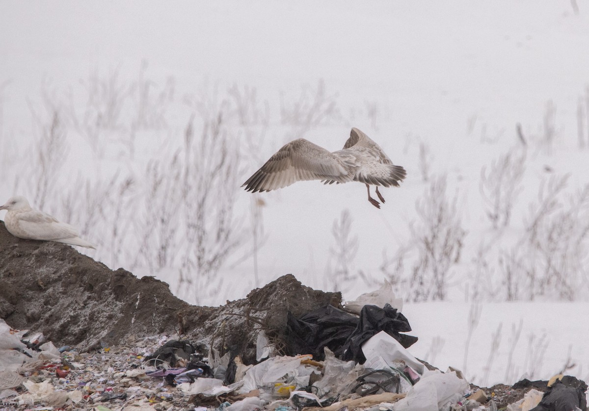 American Herring x Glaucous Gull (hybrid) - ML629743659
