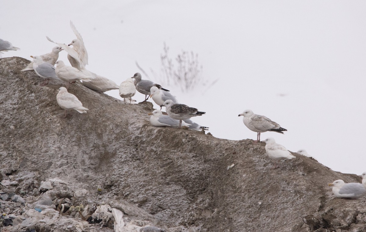 American Herring x Glaucous Gull (hybrid) - ML629743660