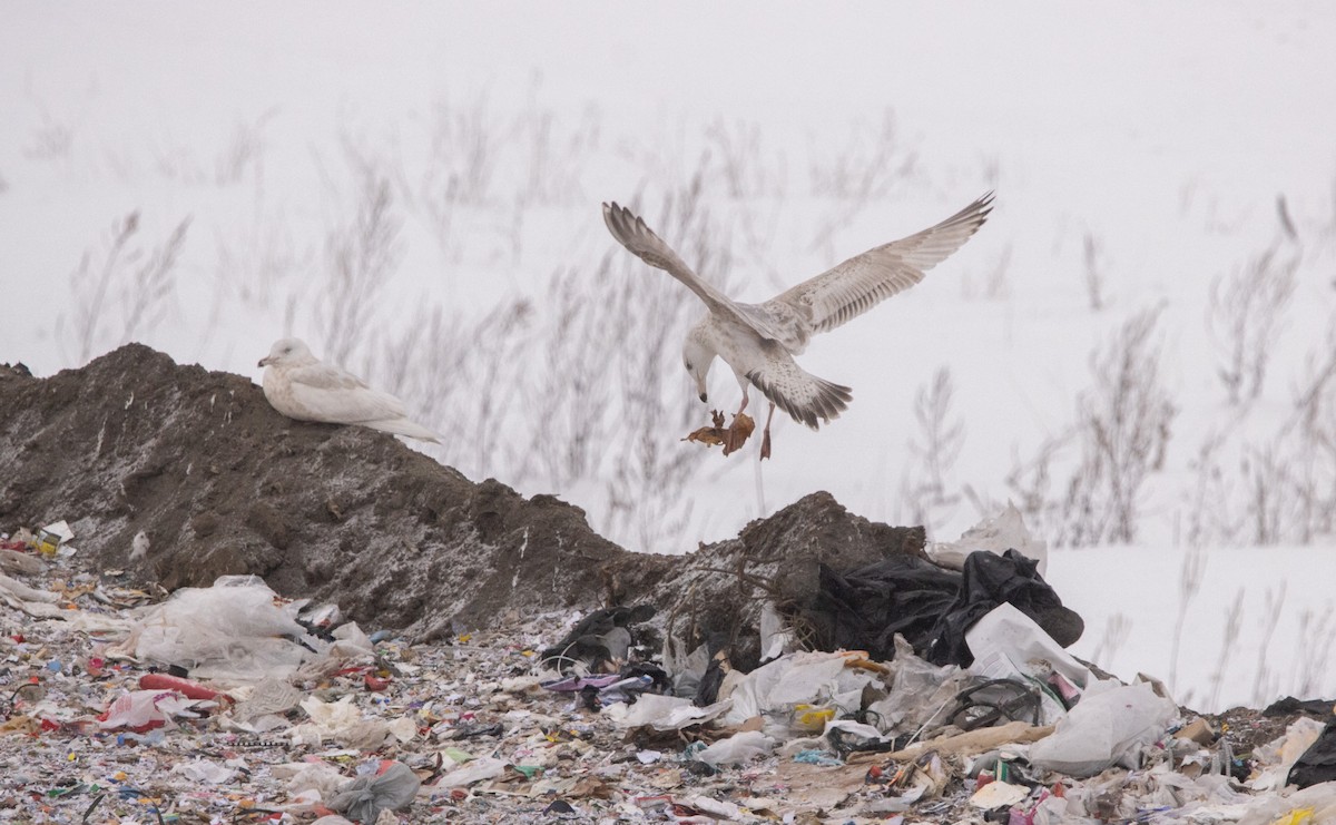 American Herring x Glaucous Gull (hybrid) - ML629743661