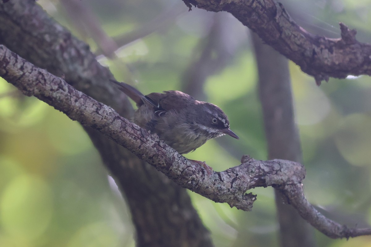 White-browed Scrubwren - ML629743666