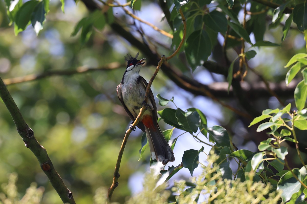 Red-whiskered Bulbul - ML629743679
