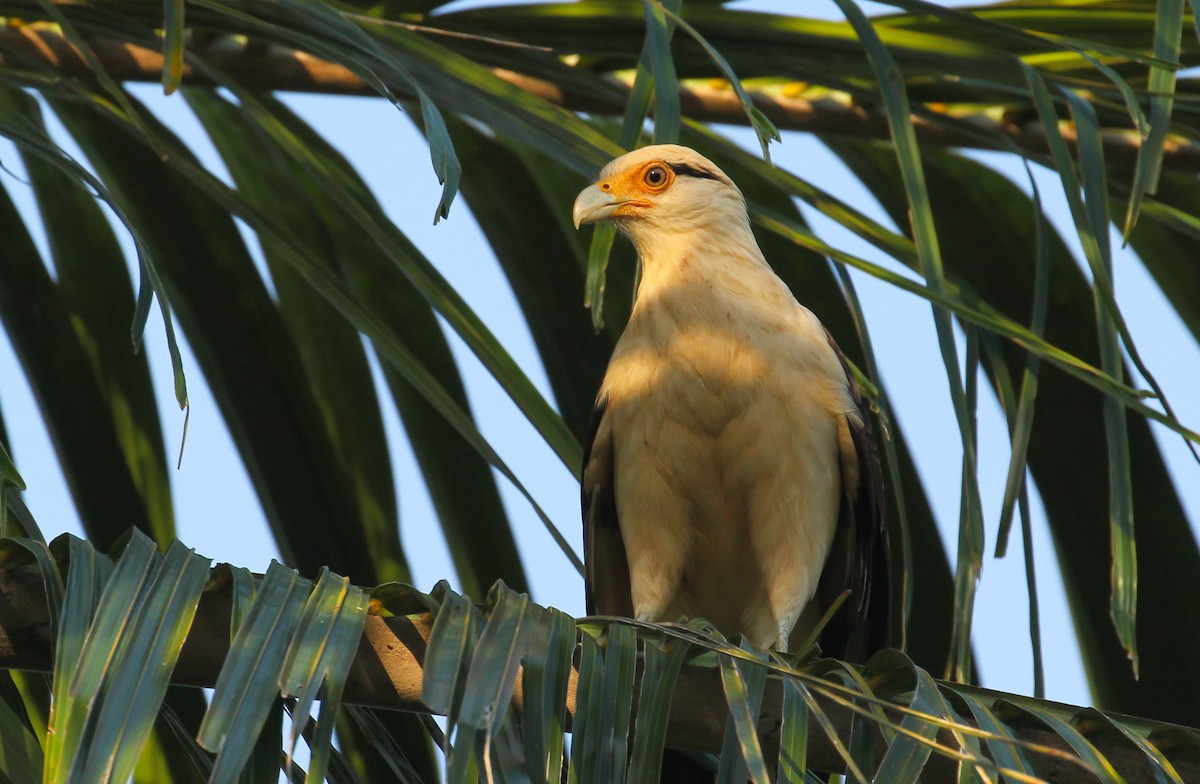 Yellow-headed Caracara - ML629743744