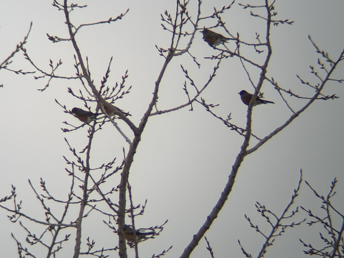 American Robin - ML629743786
