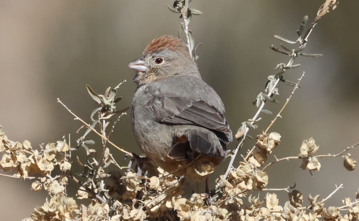 Тауї каньйоновий - ML629743799