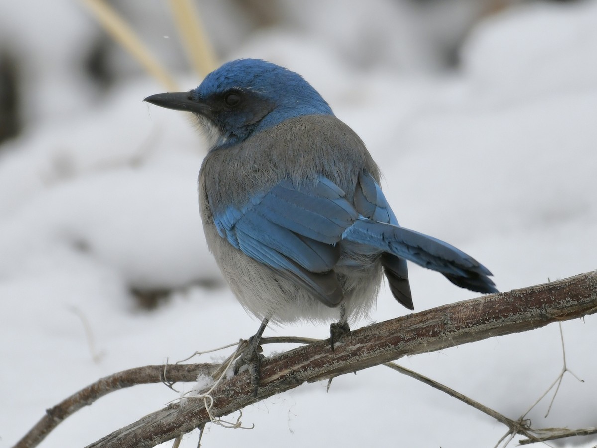 Woodhouse's Scrub-Jay - ML629743910
