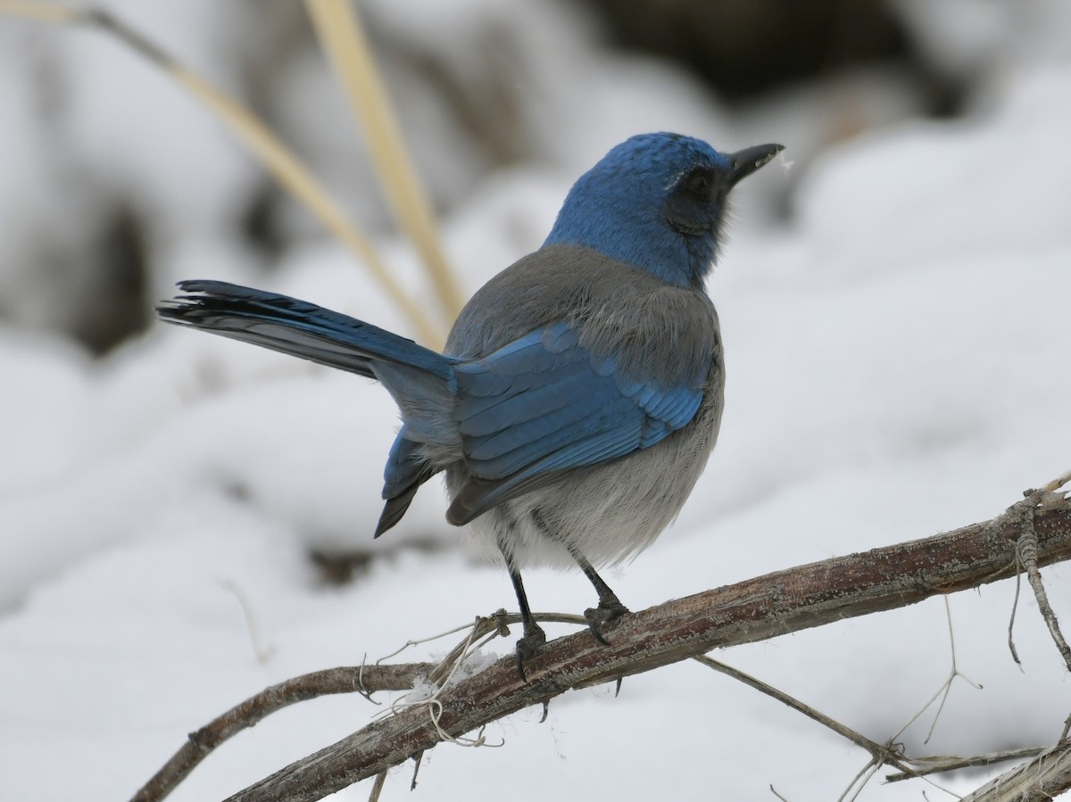 Woodhouse's Scrub-Jay - ML629743911