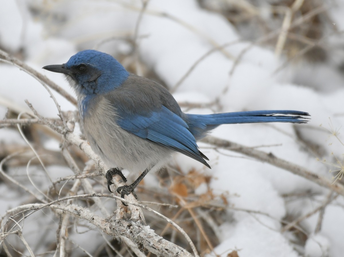 Woodhouse's Scrub-Jay - ML629743912