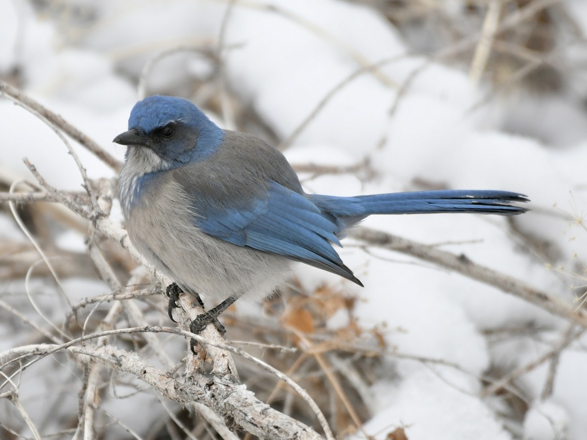 Woodhouse's Scrub-Jay - ML629743913