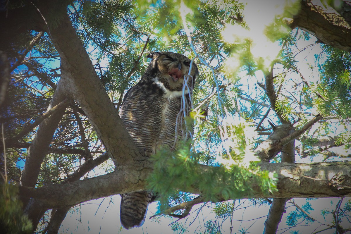 Great Horned Owl - ML629744005
