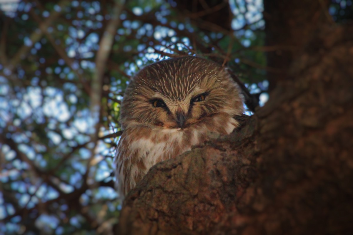 Northern Saw-whet Owl - ML629744049