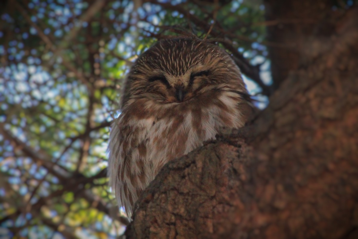 Northern Saw-whet Owl - ML629744050