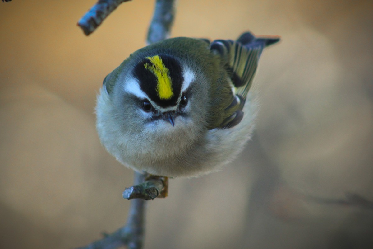 Golden-crowned Kinglet - ML629744072