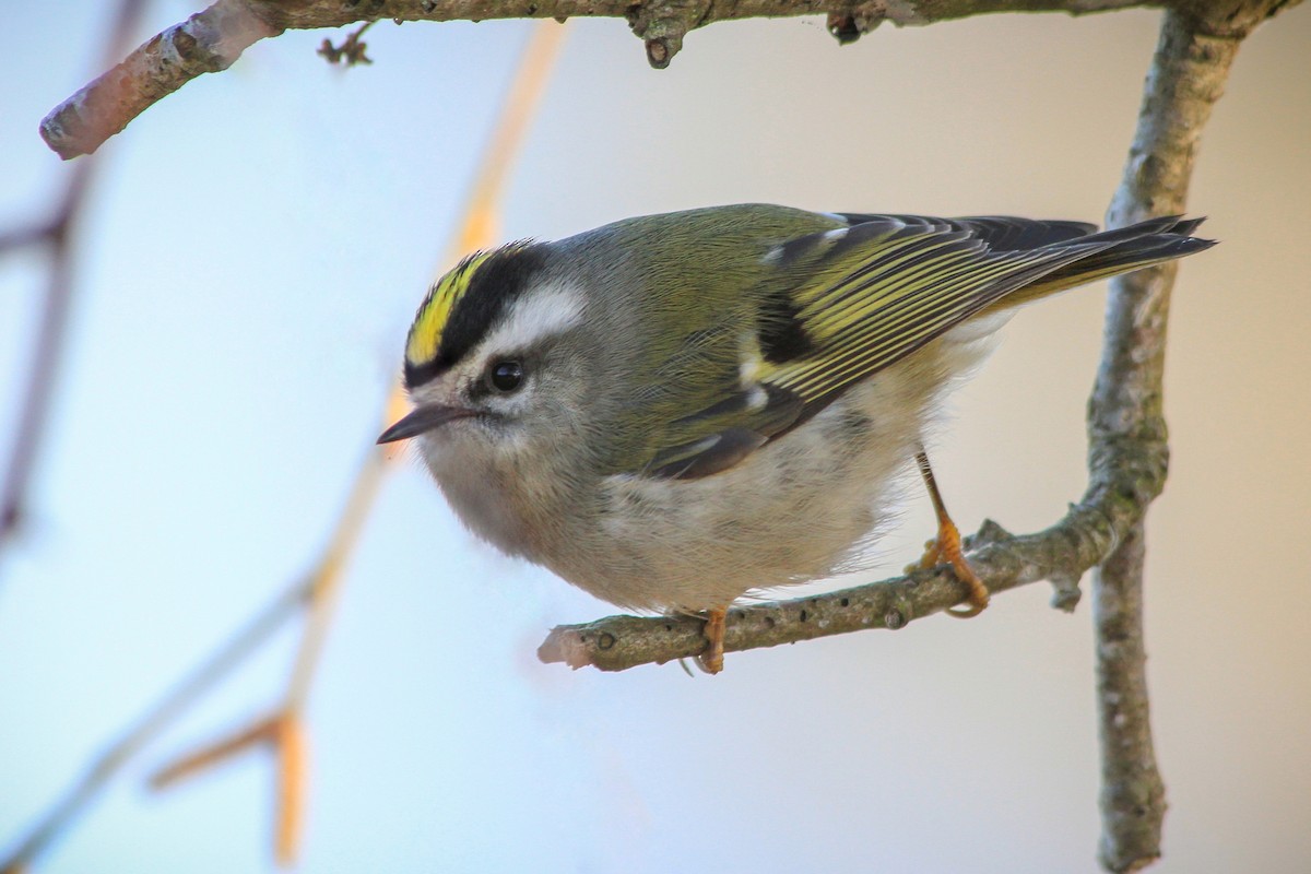 Golden-crowned Kinglet - ML629744073