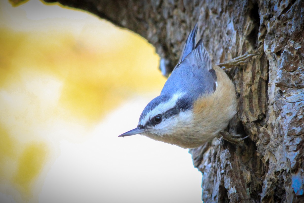 Red-breasted Nuthatch - ML629744087