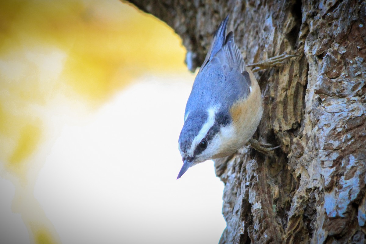 Red-breasted Nuthatch - ML629744088