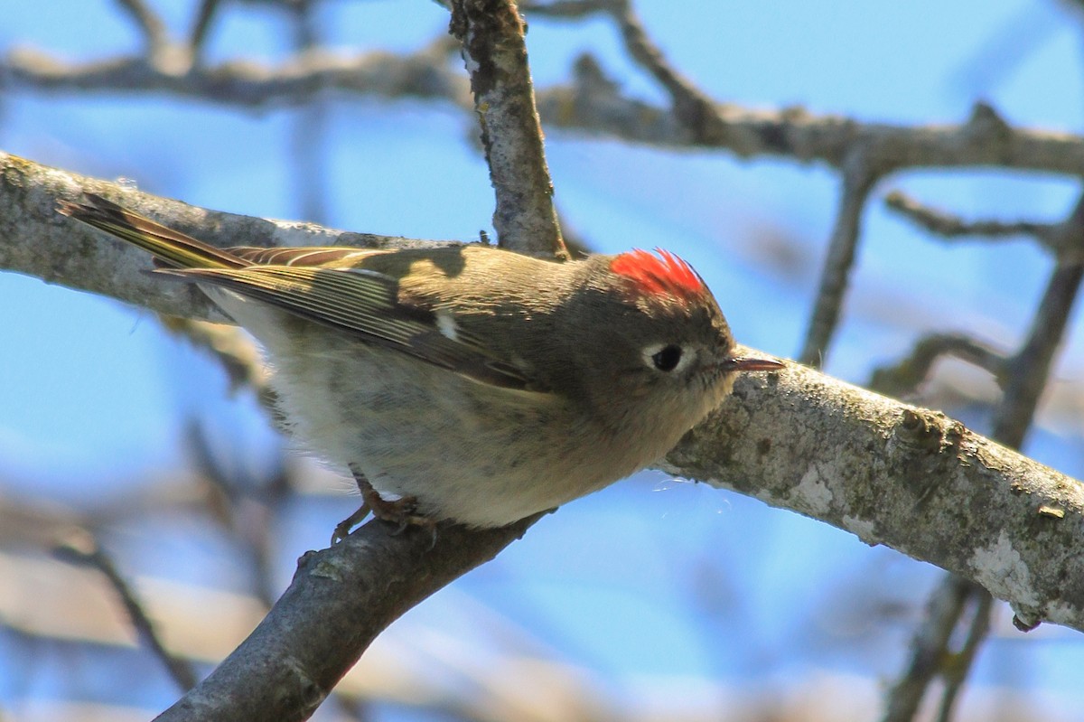 Ruby-crowned Kinglet - ML629744103