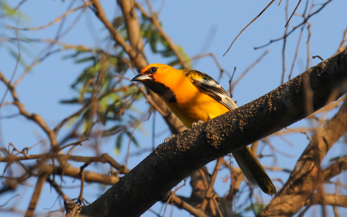 Streak-backed Oriole - ML629744104