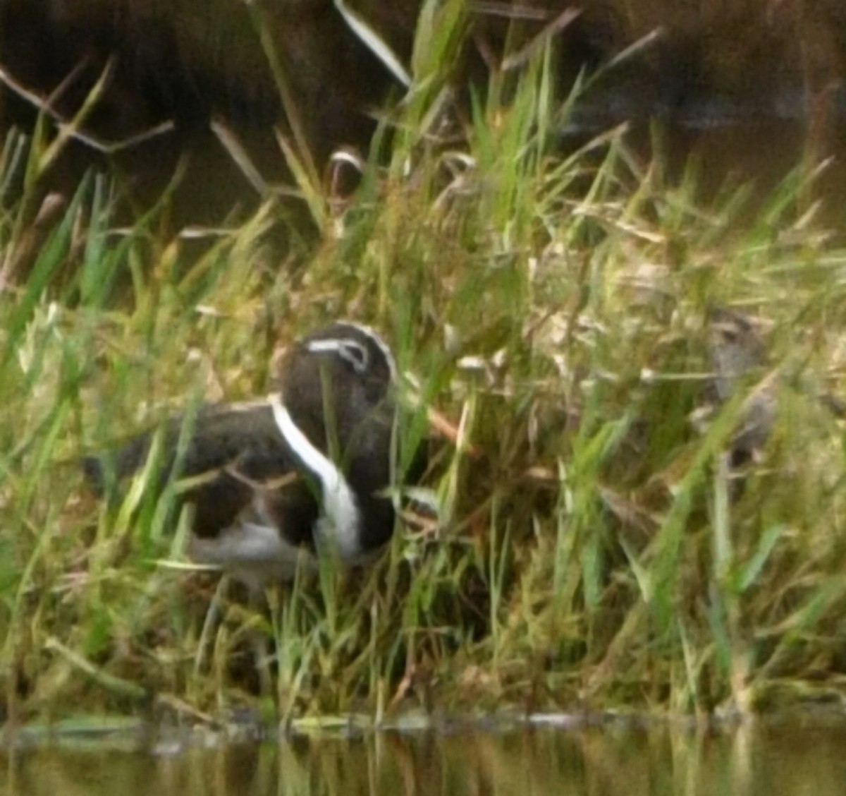 Australian Painted-Snipe - ML629744300
