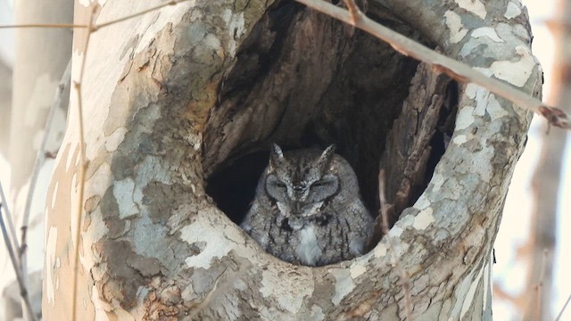Eastern Screech-Owl - ML629744321
