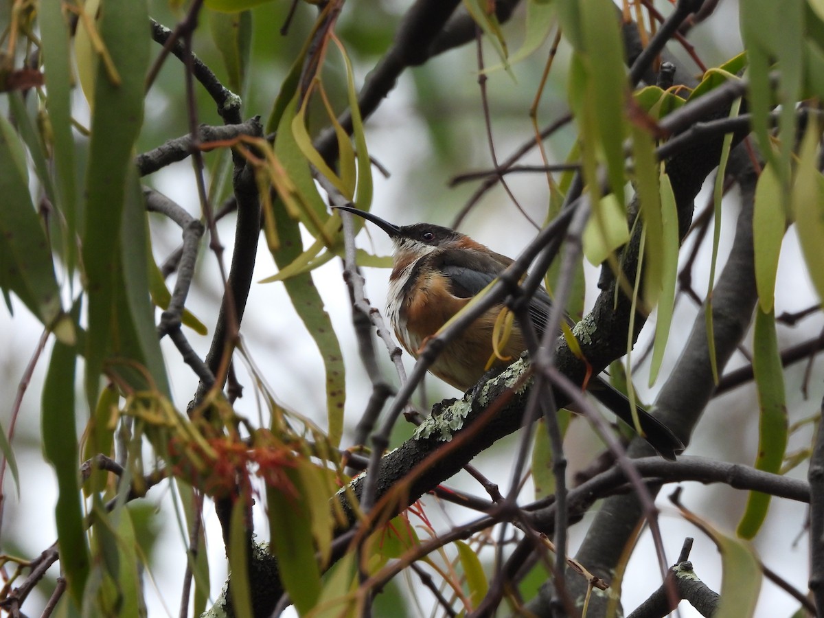 Eastern Spinebill - ML629744403