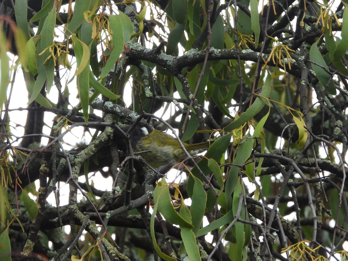 White-eared Honeyeater - ML629744414