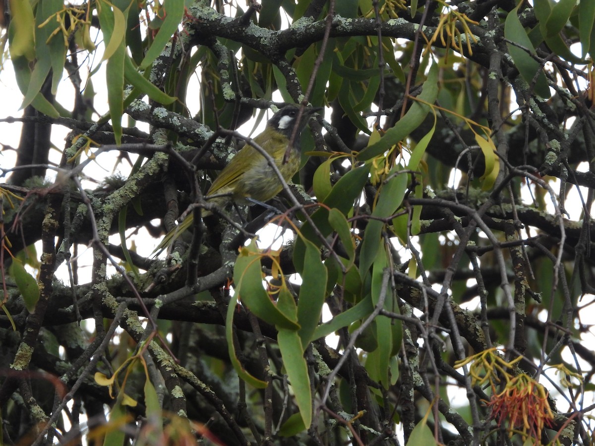 White-eared Honeyeater - ML629744415