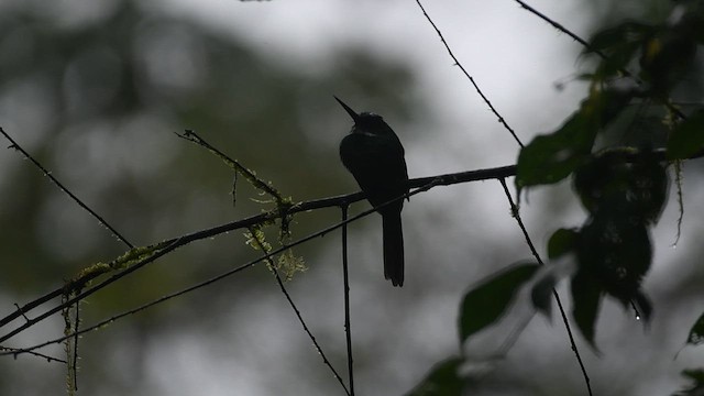 Jacamar à queue rousse - ML629744427