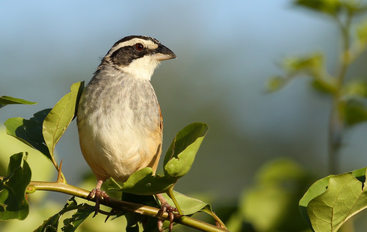 Stripe-headed Sparrow - ML629744709