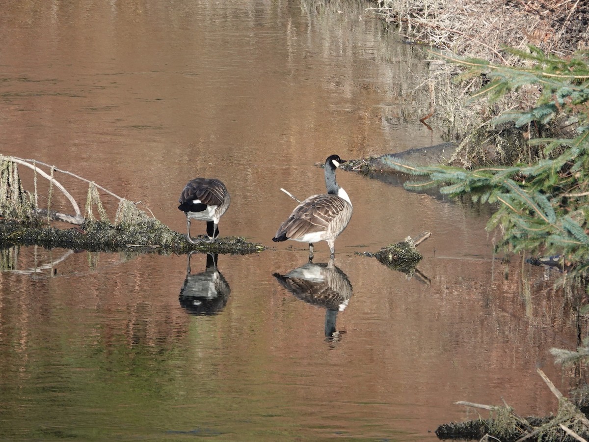 eBird Checklist - 26 Jan 2025 - Redmond--Sammamish River Trail - 10 species