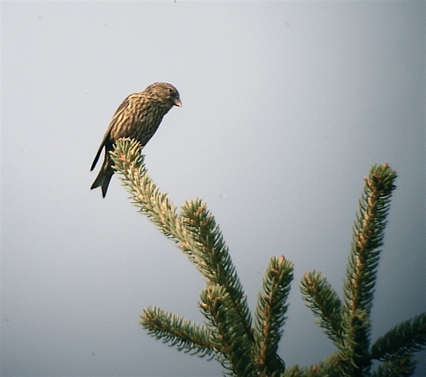 Bec-croisé des sapins (himalayensis) - ML629745031