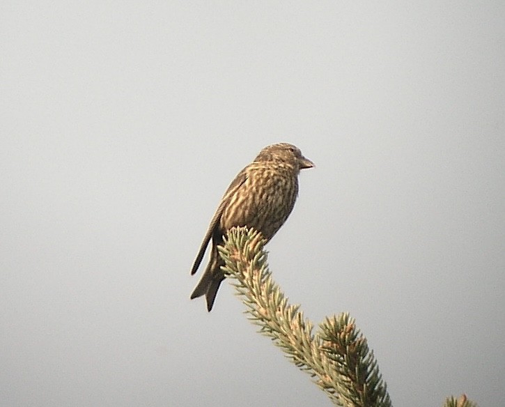 Bec-croisé des sapins (himalayensis) - ML629745032