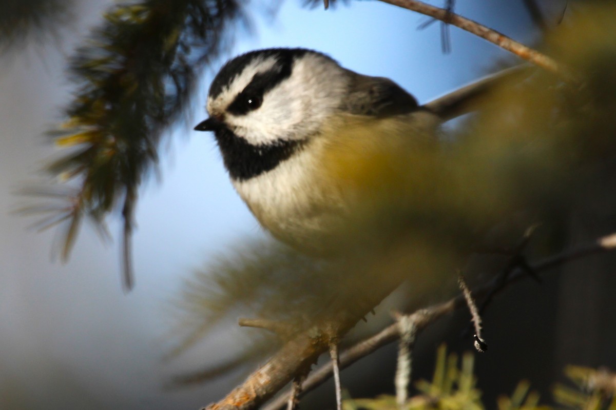Mountain Chickadee - ML629745126