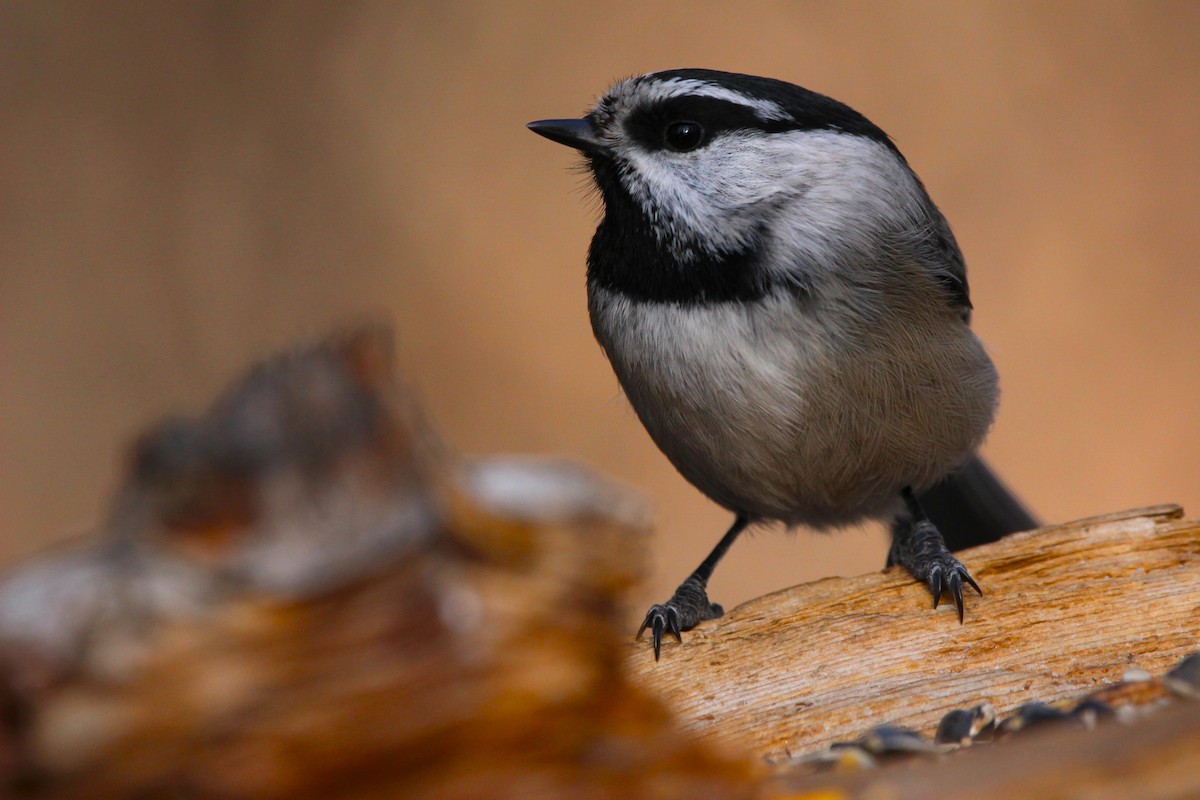 Mountain Chickadee - ML629745127